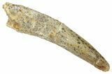 Fossil Spinosaurus Tooth - Real Dinosaur Tooth #331279-1